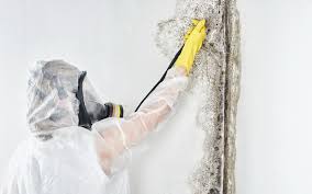 Reliable Riverside, IA Mold Removal Solutions